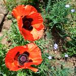 Image: First image from the photoset 'escher blummen (lx)'.