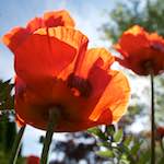 Image: Second image from the photoset 'escher blummen (lx)'.