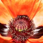 Image: Third image from the photoset 'escher blummen (lx)'.