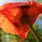 Image: Fourth image from the photoset 'escher blummen (lx)'.