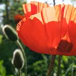 Image: Fifth image from the photoset 'escher blummen (lx)'.