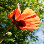 Image: Sixth image from the photoset 'escher blummen (lx)'.