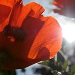 Image: Seventh image from the photoset 'escher blummen (lx)'.