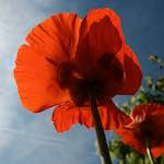 Image: Eighth image from the photoset 'escher blummen (lx)'.