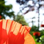 Image: Ninth image from the photoset 'escher blummen (lx)'.