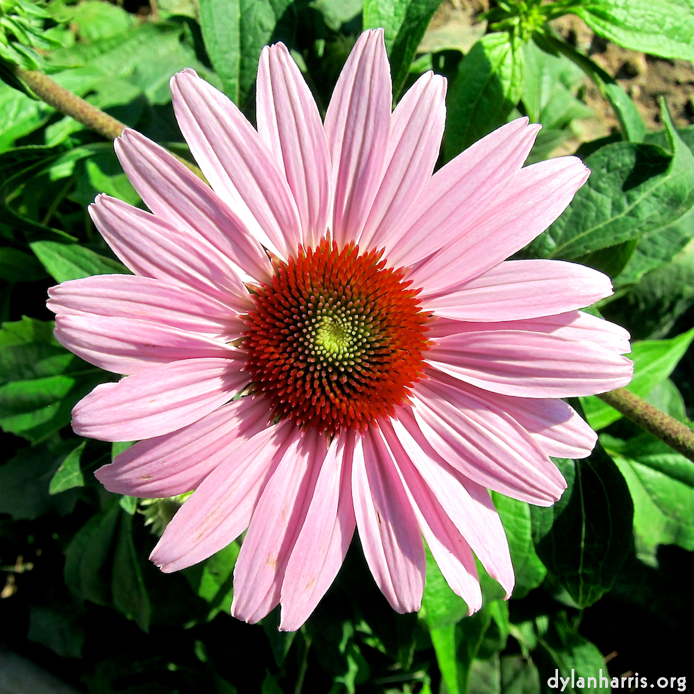 image: This is &lsquo;flower (xxi) 1&rsquo;.