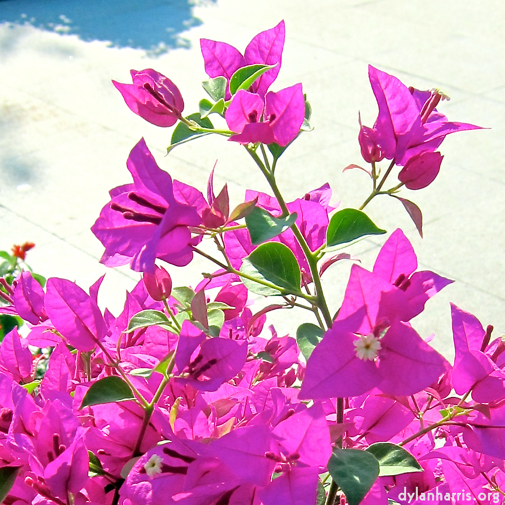 image: This is &lsquo;flower (xxi) 2&rsquo;.