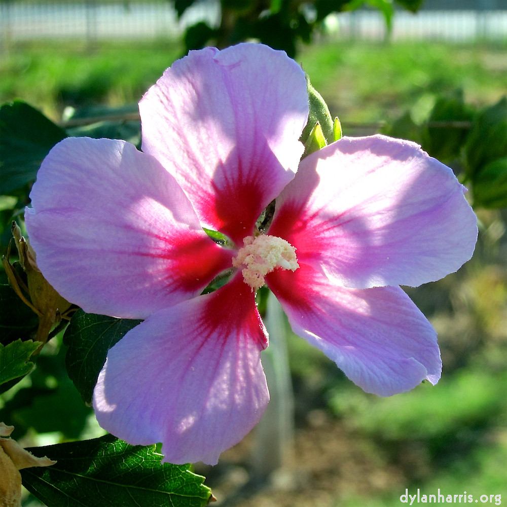 image: This is &lsquo;flower (xxi) 3&rsquo;.