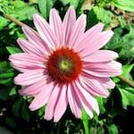 image: Image from the photoset &lsquo;flower (xxi)&rsquo;.