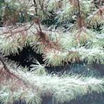 image: Image from the photoset &lsquo;tanzhe temple (iii)&rsquo;.