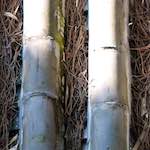 image: Image from the photoset &lsquo;tanzhe temple (iv)&rsquo;.