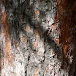 image: Image from the photoset &lsquo;tanzhe temple (v)&rsquo;.