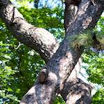 image: Image from the photoset &lsquo;tanzhe temple (v)&rsquo;.