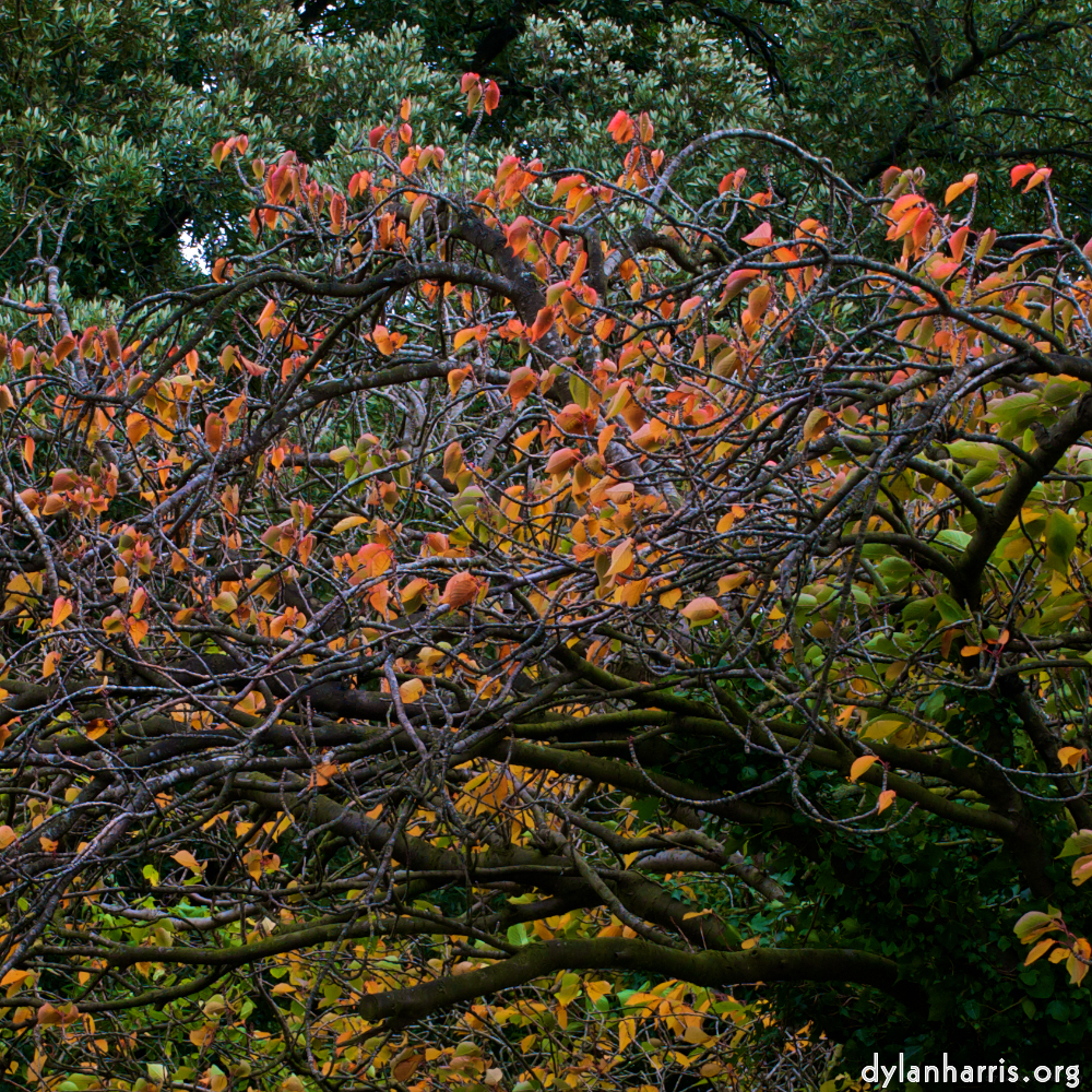 Image 'dublin (vi) 13'.