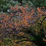 Thirteenth image from the photoset 'dublin (vi)'.