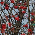 Third image from the photoset 'dublin (vi)'.