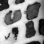 image: Image from the photoset &lsquo;montmartre (xiv)&rsquo;.