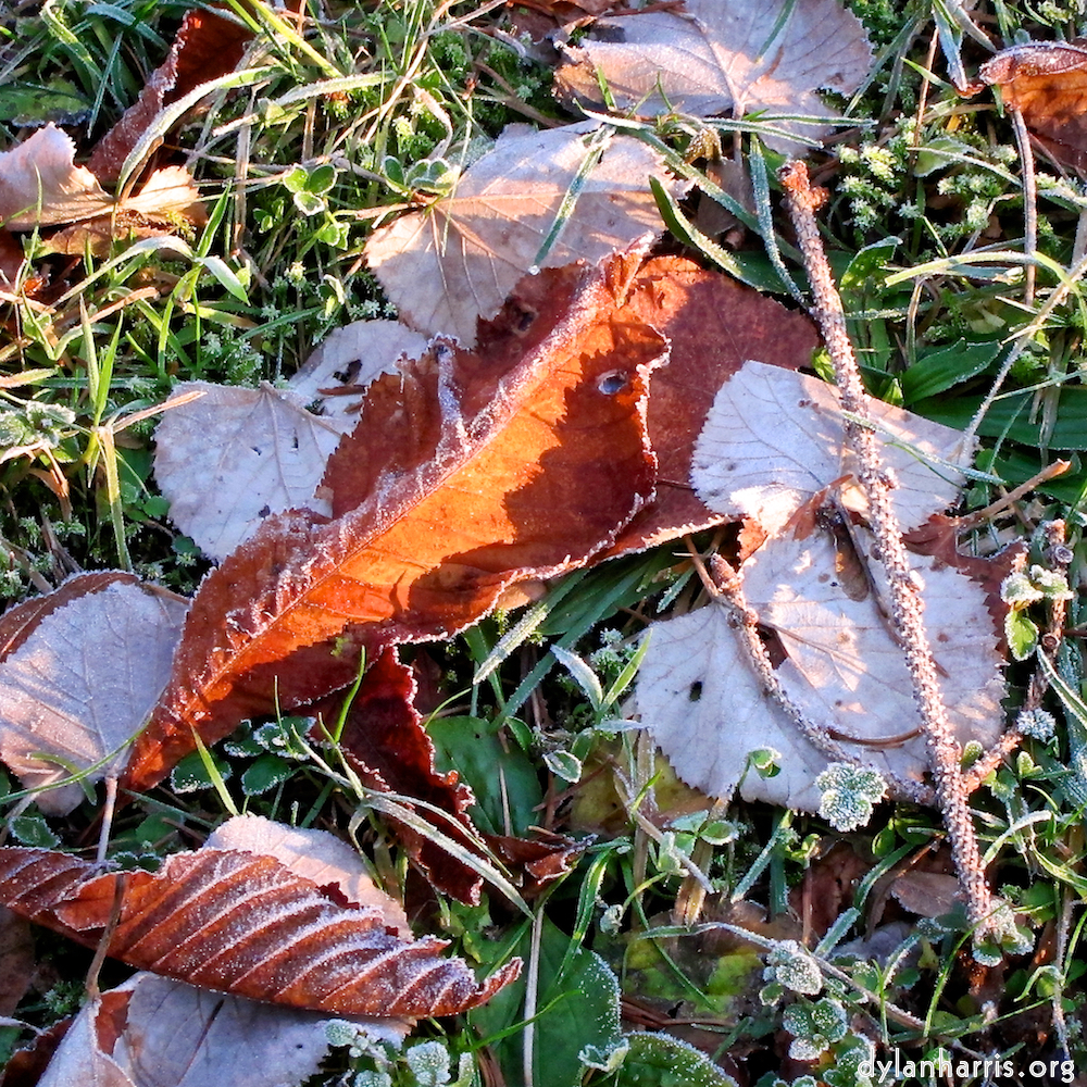 Image: Image 'parc (xxxv) 3'.