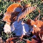 Image: Sixth image from the photoset 'parc (xxxv)'.