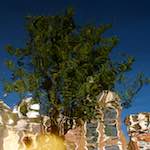 Sixth image from the photoset 'amsterdam (xiv)'.