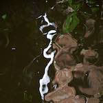 Seventh image from the photoset 'amersfoort (i)'.