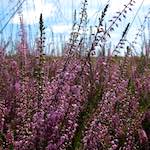 First image from the photoset 'rham (i)'.