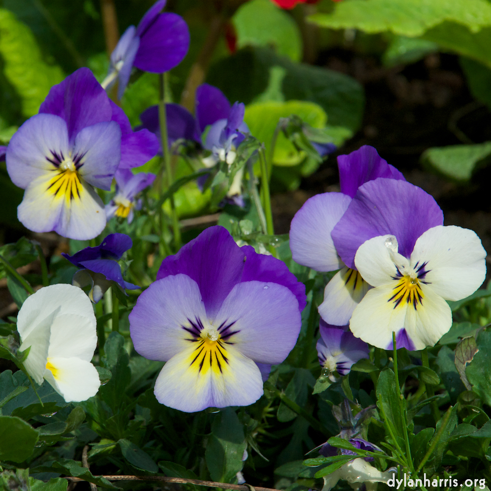 Image: Image 'parc (ii) 7'.