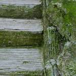 Second image from the photoset 'parc (ii)'.