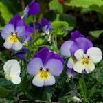 Seventh image from the photoset 'parc (ii)'.