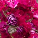 Sixth image from the photoset 'way to work (i)'.