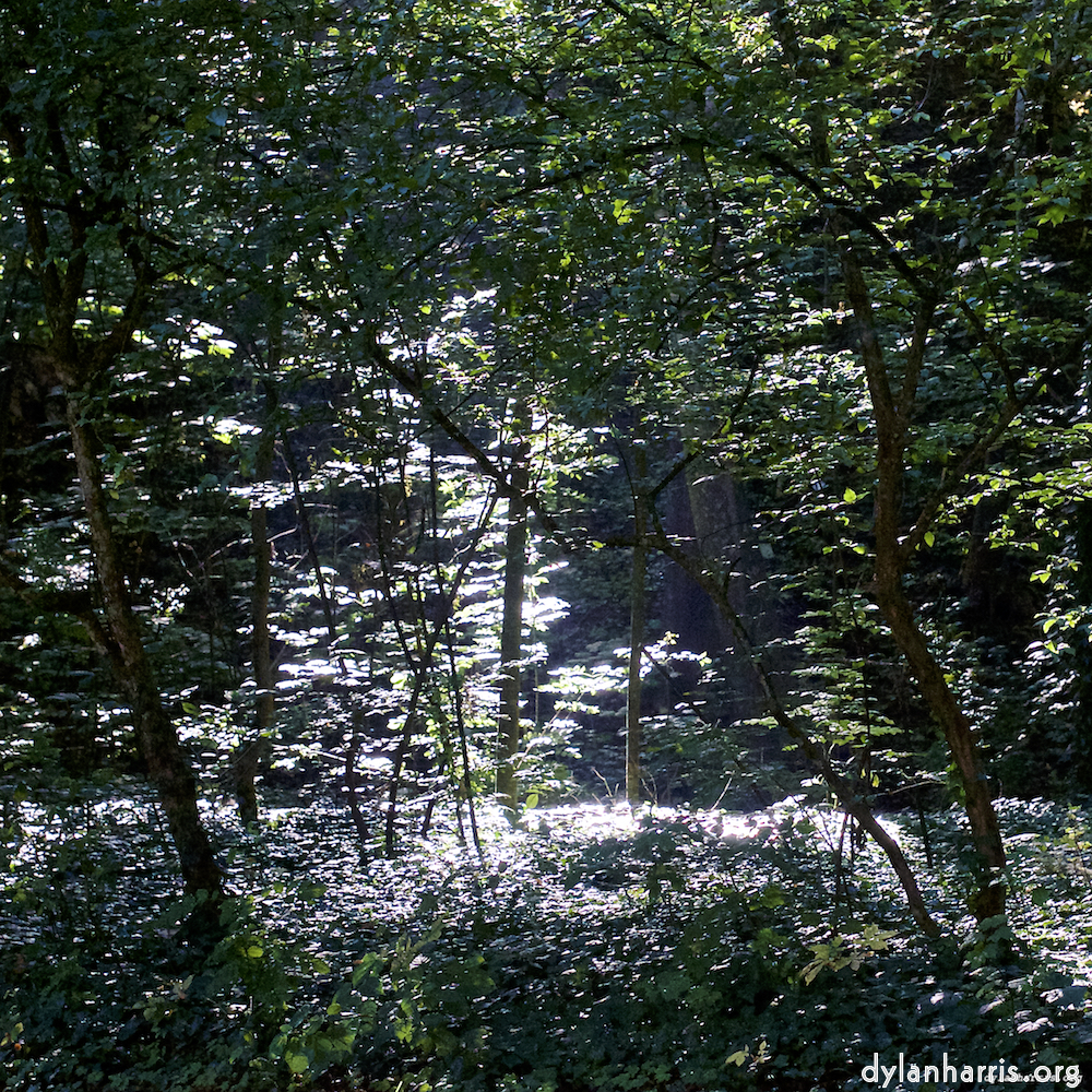 Image 'flower (xxvi) 1'.