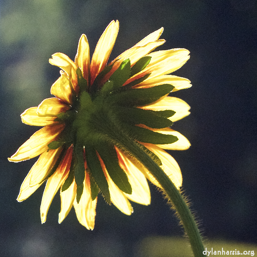 Image: Image 'escher blummen (xxvi) 4'.