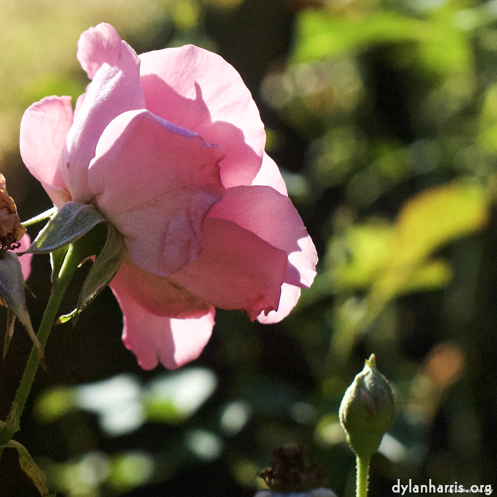 Image 'flower (xxvi) 6'.