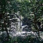 First image from the photoset 'flower (xxvi)'.