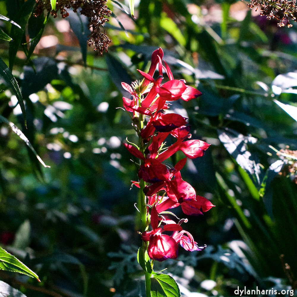 Image 'flower (xxvii) 2'.