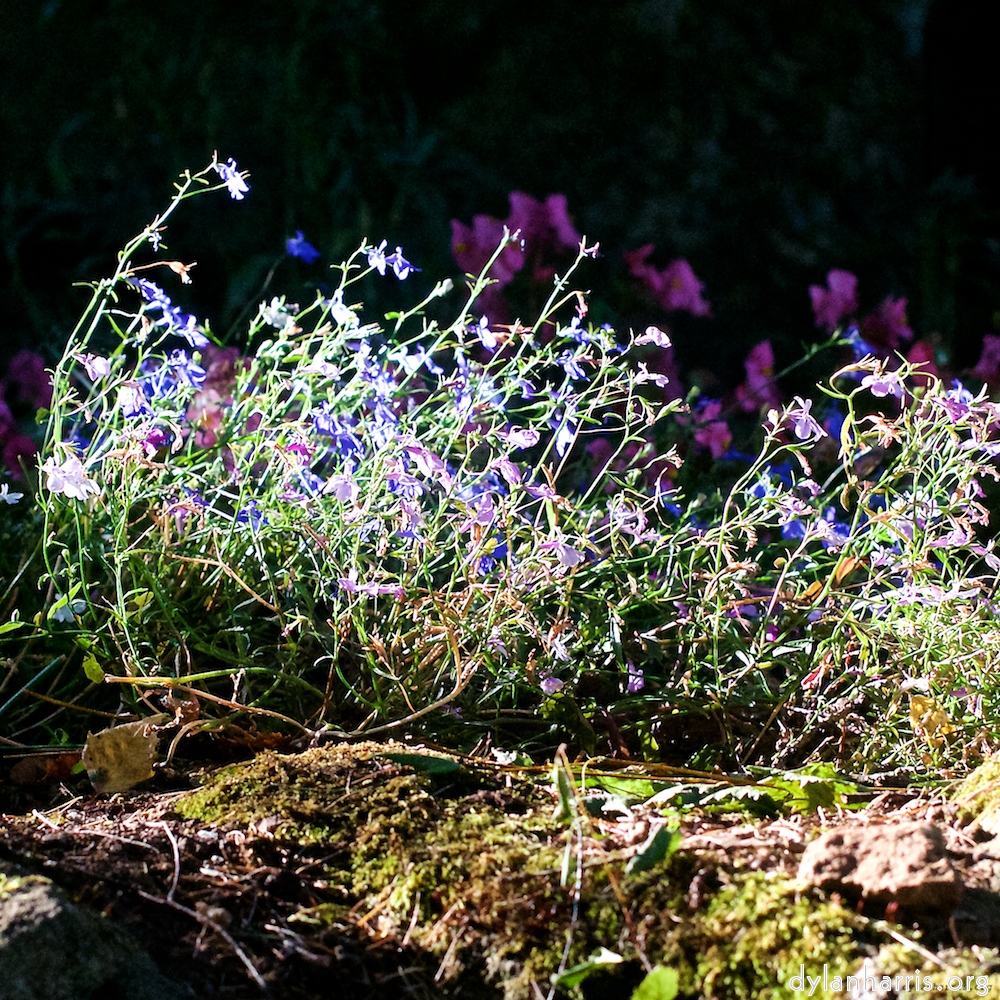 image: This is &lsquo;escher blummen (xxvii) 3&rsquo;.