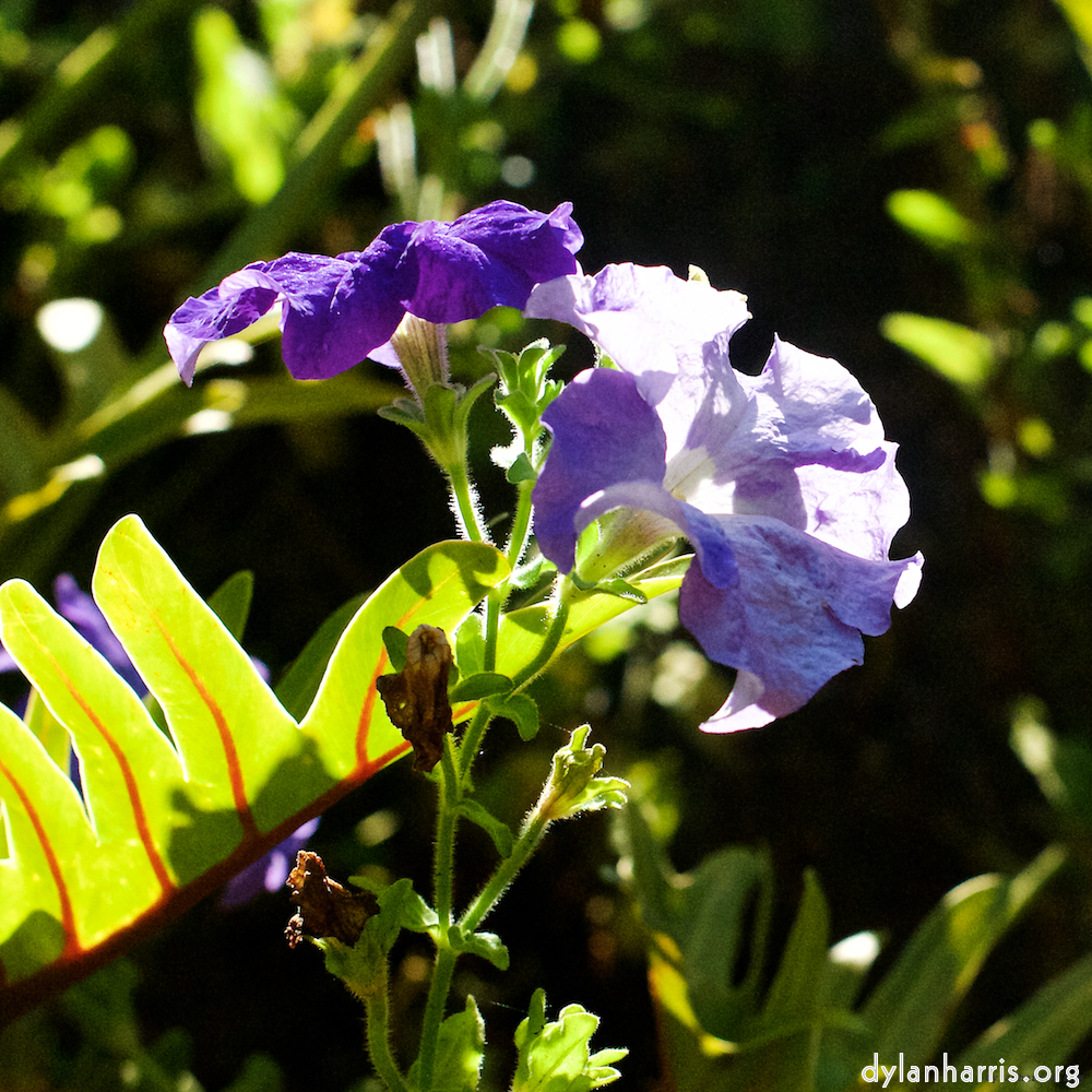 image: This is &lsquo;escher blummen (xxvii) 5&rsquo;.