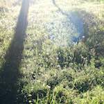 image: Image from the photoset &lsquo;escher blummen (xxvii)&rsquo;.