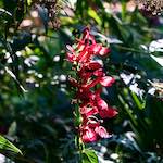 image: Image from the photoset &lsquo;escher blummen (xxvii)&rsquo;.