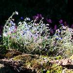 image: Image from the photoset &lsquo;escher blummen (xxvii)&rsquo;.