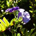 image: Image from the photoset &lsquo;escher blummen (xxvii)&rsquo;.