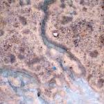 First image from the photoset 'luxembourg (x)'.