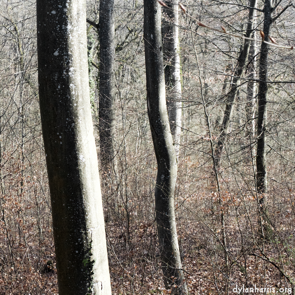 image: This is &lsquo;wood (xxxviii) 1&rsquo;.