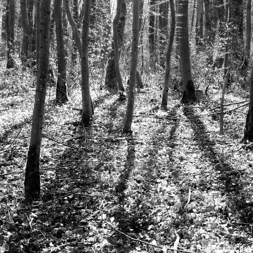 image: This is &lsquo;wood (xxxviii) 2&rsquo;.