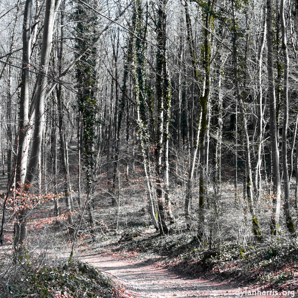 image: This is &lsquo;wood (xxxviii) 3&rsquo;.