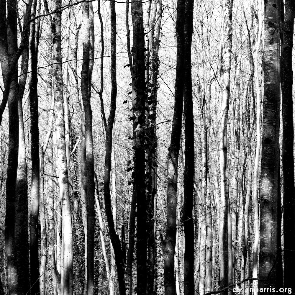 image: This is &lsquo;wood (xxxviii) 4&rsquo;.