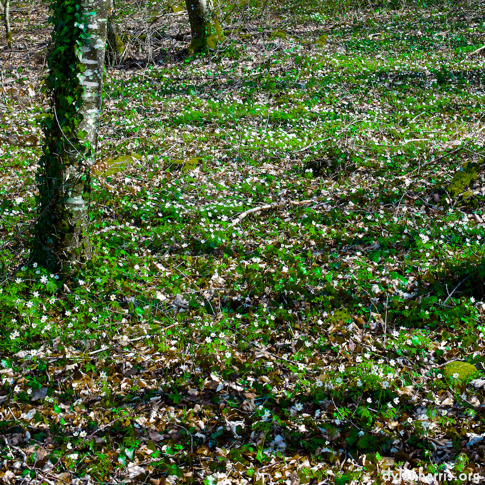 image: This is &lsquo;wood (xxxviii) 5&rsquo;.