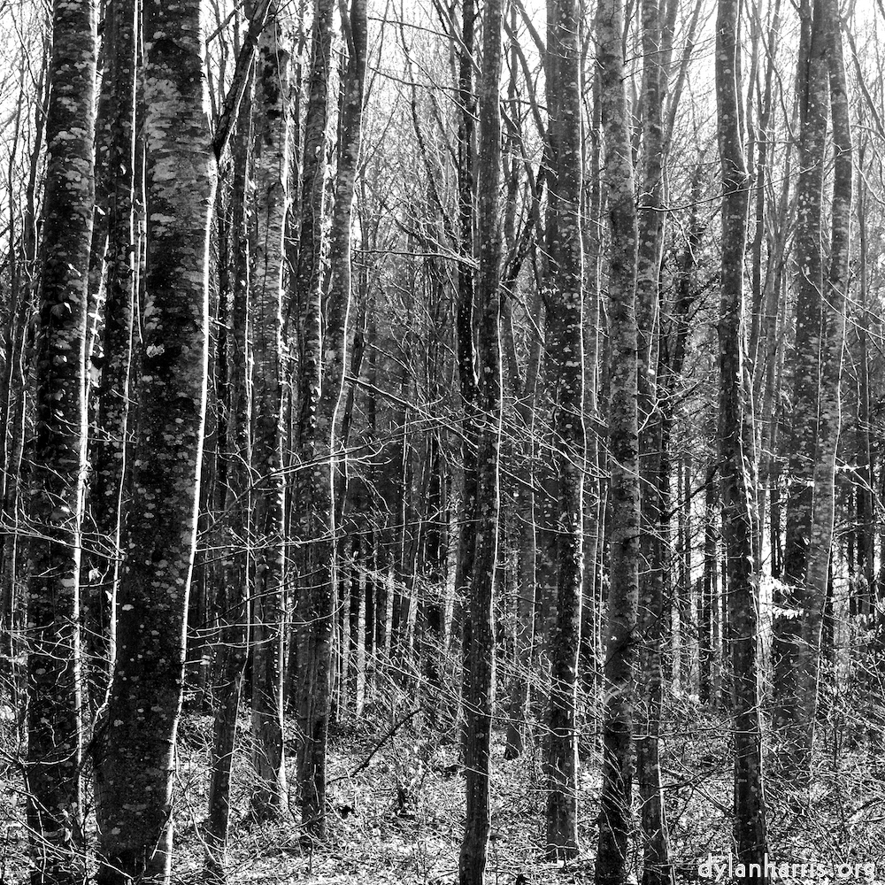 image: This is &lsquo;wood (xxxviii) 6&rsquo;.