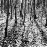 image: Image from the photoset &lsquo;wood (xxxviii)&rsquo;.