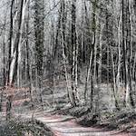 image: Image from the photoset &lsquo;wood (xxxviii)&rsquo;.